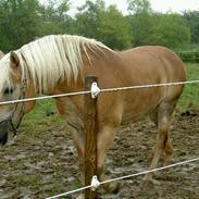 Haflinger Ronja † R.I.P