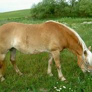 Haflinger Ronja † R.I.P