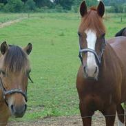 Anden særlig race musse