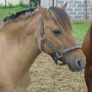Anden særlig race musse