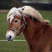 Haflinger kogle*solgt*