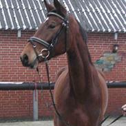 Dansk Varmblod Parola