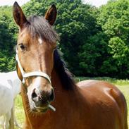 New Forest Fortune April Filly 