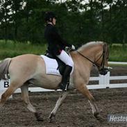 Fjordhest Vincenzo Truppa 