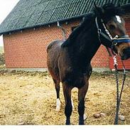 Anden særlig race Shadow