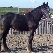 Irish Cob Bigumsgårds Dina 