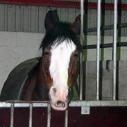 Anden særlig race Sharon (solgt)