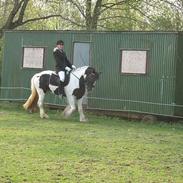 Irish Cob Lady Maria of Ireland