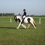 Irish Cob Lady Maria of Ireland