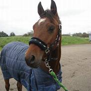 Sportsaraber (A) Sheik