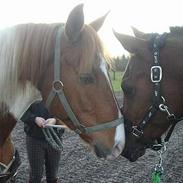 Sportsaraber (A) Sheik