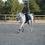 Arabisk fuldblod (OX) Jovan ox 2512