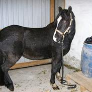 Anden særlig race Blackey