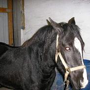 Anden særlig race Blackey