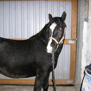 Anden særlig race Blackey