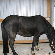 Anden særlig race Blackey