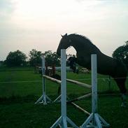 Dansk Varmblod Kurups Dufaux