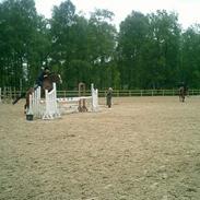 Dansk Varmblod Kurups Dufaux