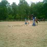 Dansk Varmblod Kurups Dufaux