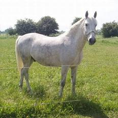 Anden særlig race Moonlight af Ellemose