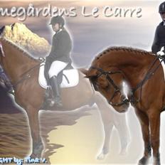 Dansk Varmblod Elmegårdens Le Carre