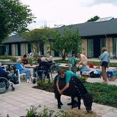 Shetlænder Albert (VILDHESTEN)