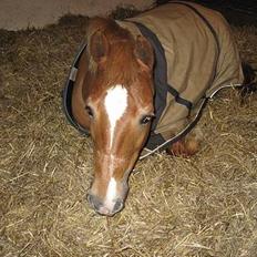 Anden særlig race Donna (SOLGT) ;(