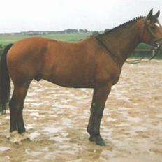 Dansk Varmblod San Miguel ("Lillebror")