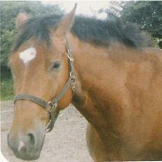 Dansk Varmblod San Miguel ("Lillebror")