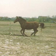 Anden særlig race Flicka