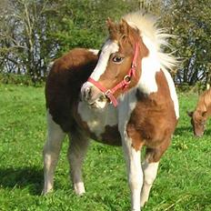 Pinto Hvedholms Hermione