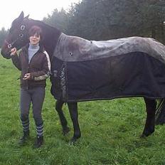 Dansk Varmblod candis viftrup(solgt)