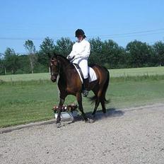 Anden særlig race SWEET WONDER ~ solgt.