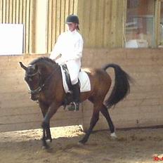 Anden særlig race SWEET WONDER ~ solgt.