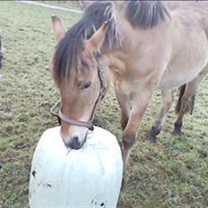 Anden særlig race lukas