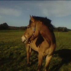Anden særlig race lukas