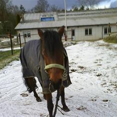 Anden særlig race Flicka  <3 den hurtige