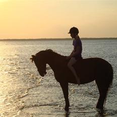 Anden særlig race Perle