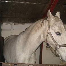 Holstener Fantast **