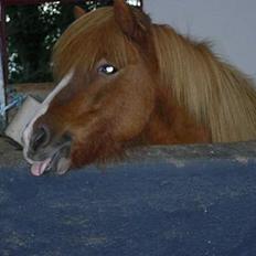 Islænder Pytla fra Hjortedal