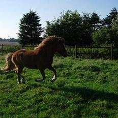 Islænder Pytla fra Hjortedal