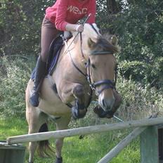 Fjordhest Charlie <3 