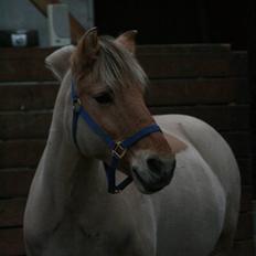 Fjordhest Charlie <3 