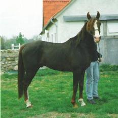 Anden særlig race Mistral