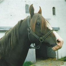 Anden særlig race Mistral