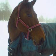 Anden særlig race »Rasmine af Krægpøth« DØD