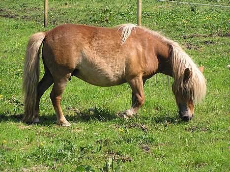 Shetlænder  *Tulle* Solgt billede 2