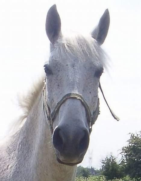 Anden særlig race Moonlight af Ellemose - Er han ik dejlig:) billede 2