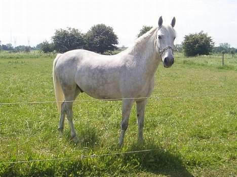 Anden særlig race Moonlight af Ellemose - På fold billede 3