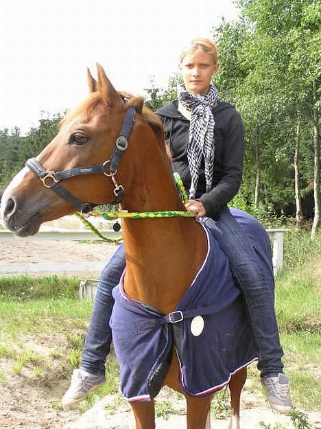 New Forest Bastian - os :D billede 19